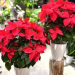 ポインセチアの鉢
